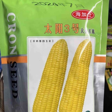 太阳3号，甜玉米种子，基地直供一手货源品质保证诚信经营