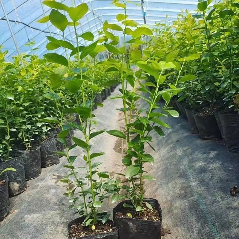 脱毒早熟大果蓝莓苗莱克西绿宝石薄雾优瑞卡法新当年结果