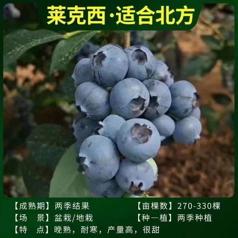 脱毒早熟大果蓝莓苗莱克西绿宝石薄雾优瑞卡法新当年结果
