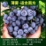 脱毒早熟大果蓝莓苗莱克西绿宝石薄雾优瑞卡法新当年结果