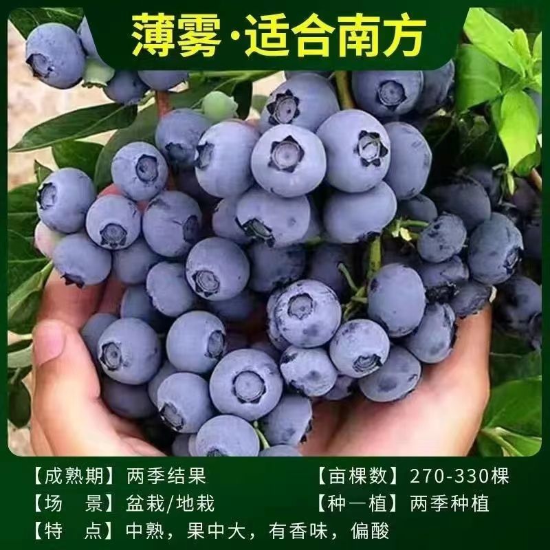 脱毒早熟大果蓝莓苗莱克西绿宝石薄雾优瑞卡法新当年结果
