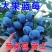 脱毒早熟大果蓝莓苗莱克西绿宝石薄雾优瑞卡法新当年结果