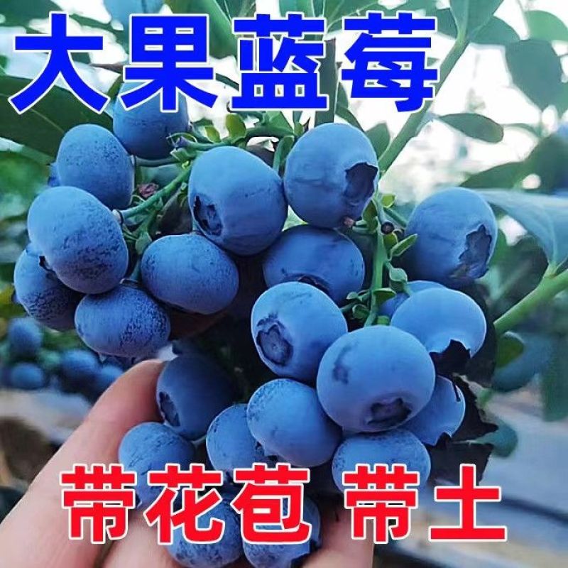 脱毒早熟大果蓝莓苗莱克西绿宝石薄雾优瑞卡法新当年结果