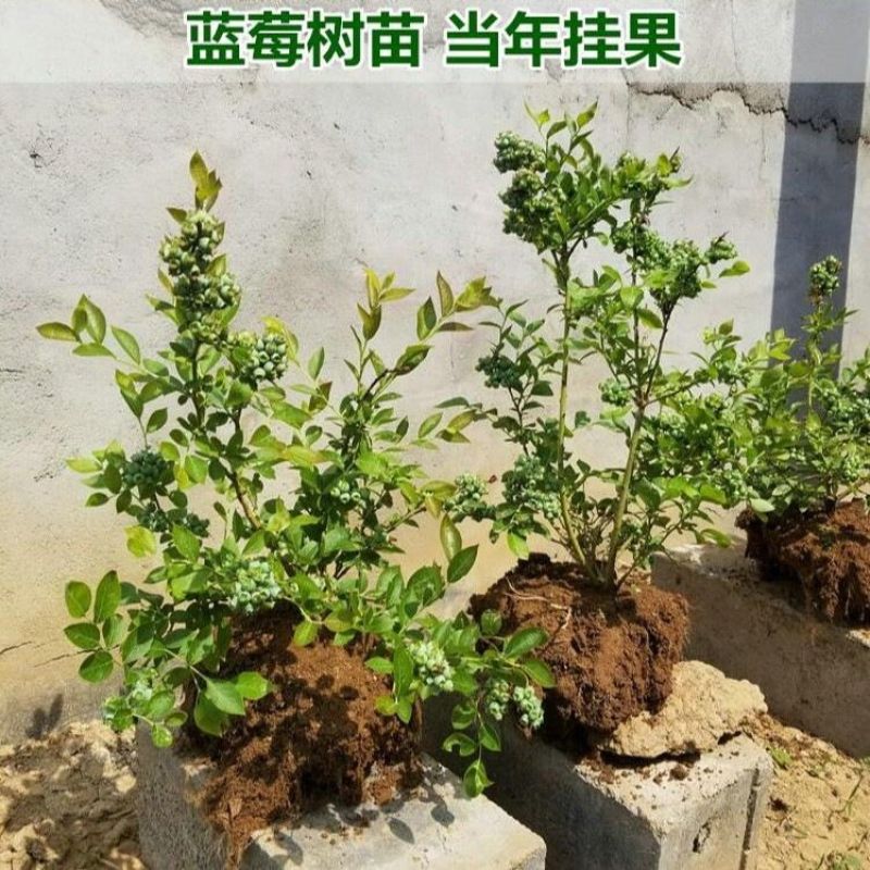 脱毒早熟大果蓝莓苗莱克西绿宝石薄雾优瑞卡法新当年结果