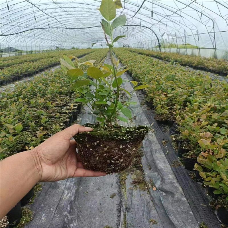 脱毒早熟大果蓝莓苗莱克西绿宝石薄雾优瑞卡法新当年结果