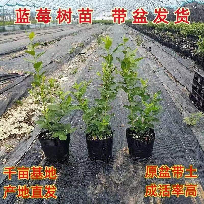 脱毒早熟大果蓝莓苗莱克西绿宝石薄雾优瑞卡法新当年结果