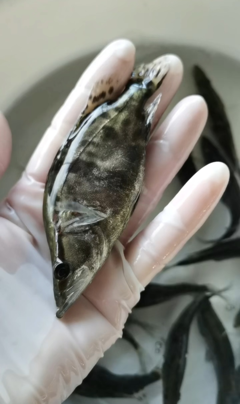 桂花鱼苗鳜鱼鱼苗翘嘴鱼苗抗病毒强鱼场直供