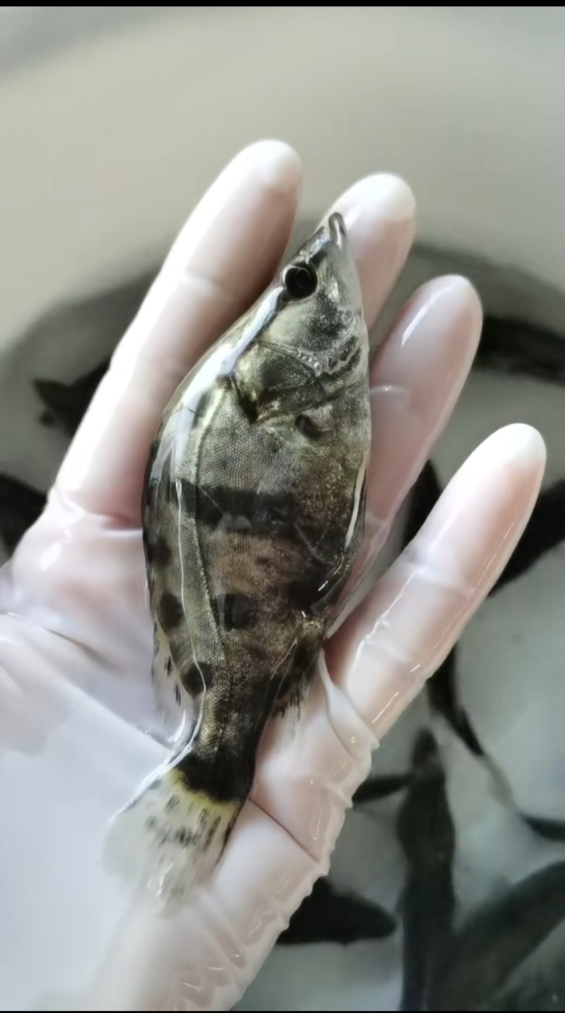 桂花鱼苗鳜鱼鱼苗翘嘴鱼苗抗病毒强鱼场直供