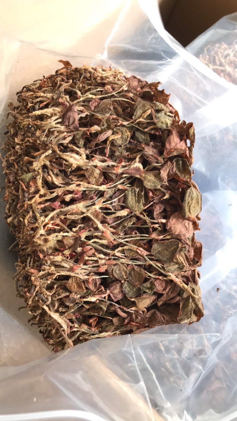 金线莲有碎金线莲无碎金线莲精品金线莲