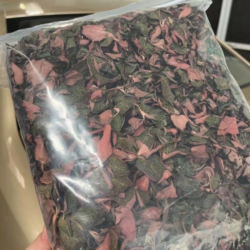 金线莲有碎金线莲无碎金线莲精品金线莲