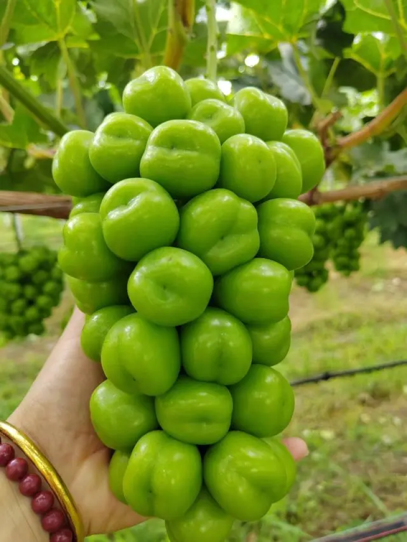 烟台葡萄阳光玫瑰山东阳光玫瑰香甜可口规格齐全量大优惠