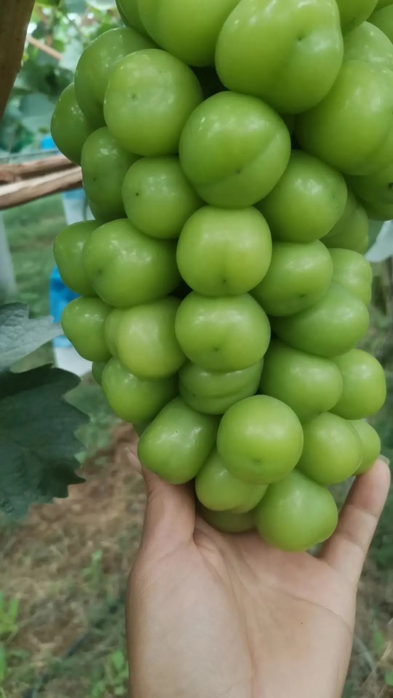 烟台葡萄阳光玫瑰山东阳光玫瑰香甜可口规格齐全量大优惠