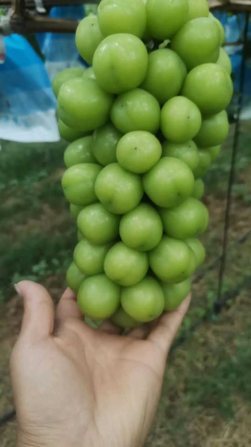 烟台葡萄阳光玫瑰山东阳光玫瑰香甜可口规格齐全量大优惠