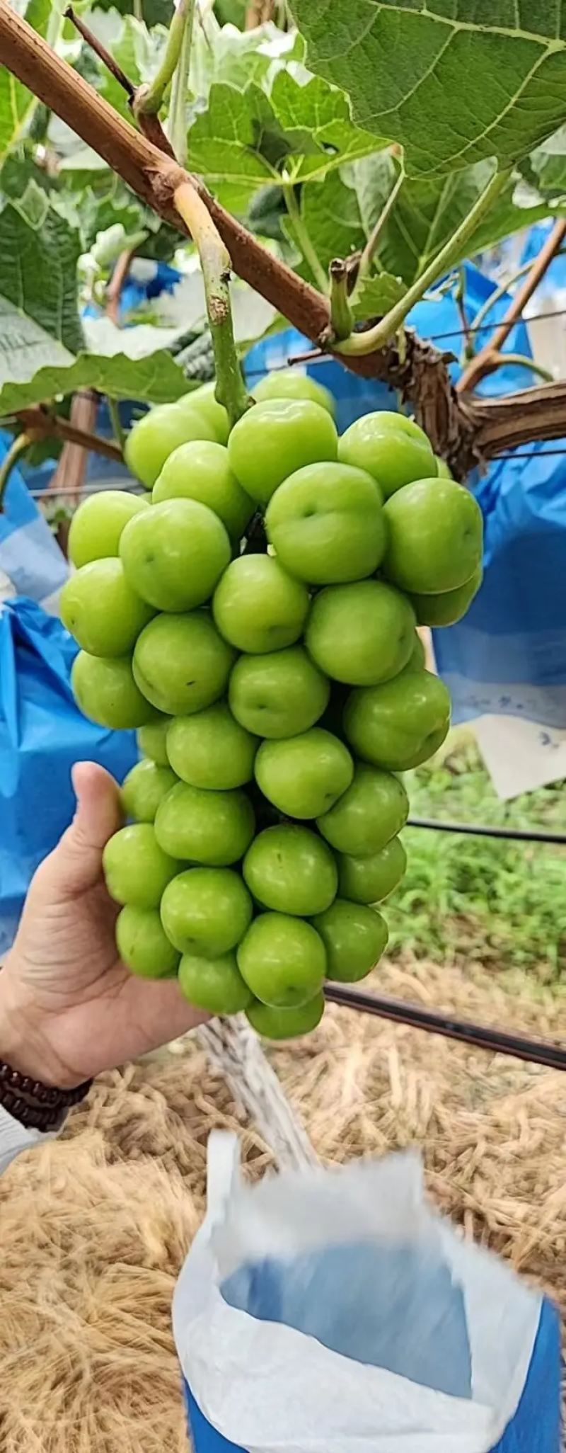烟台葡萄阳光玫瑰山东阳光玫瑰香甜可口规格齐全量大优惠
