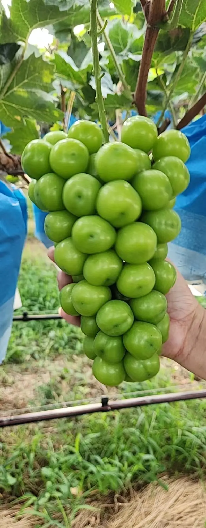 烟台葡萄阳光玫瑰山东阳光玫瑰香甜可口规格齐全量大优惠