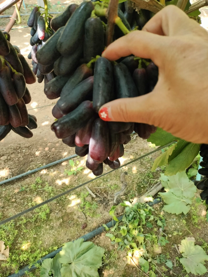《蓝宝石葡萄》烟台葡萄山东葡萄甜度高品质好支持代发