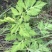 紫花前胡
