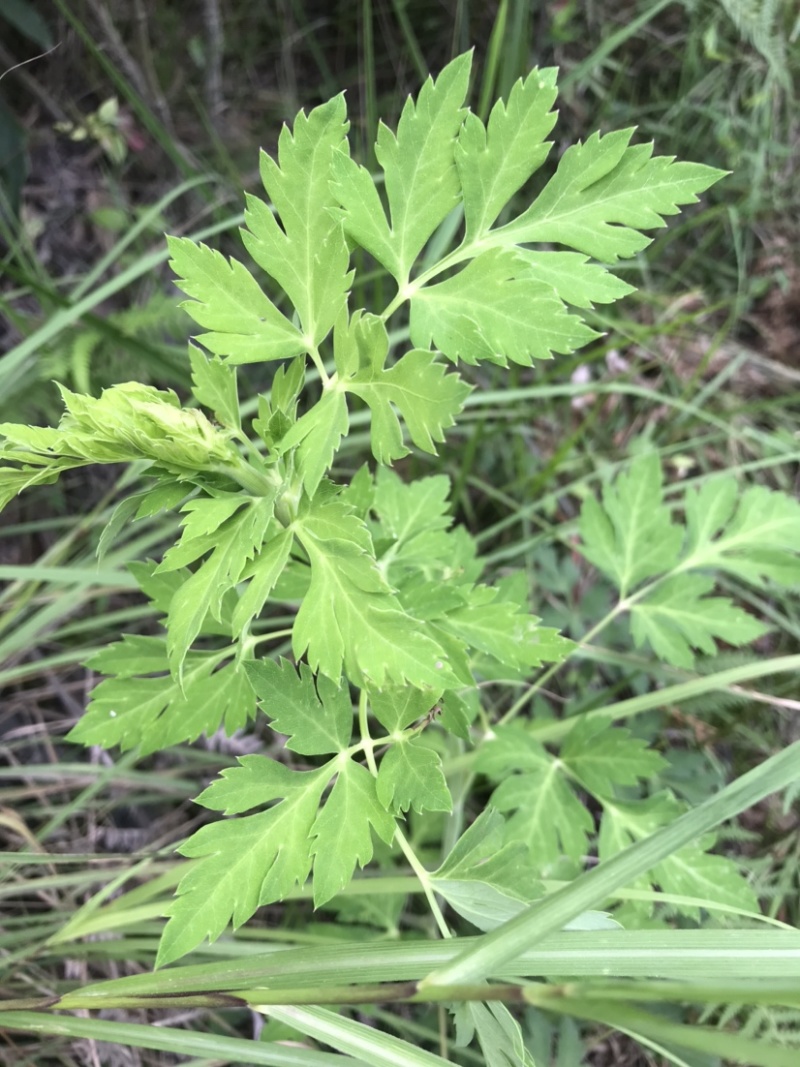 紫花前胡