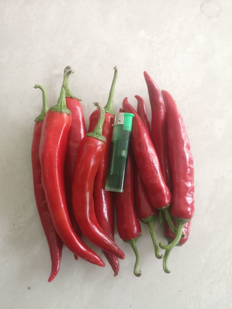 辣椒（线椒，杭椒，羊角红）