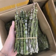 鲜条铁皮石斛精品石斛一手货源