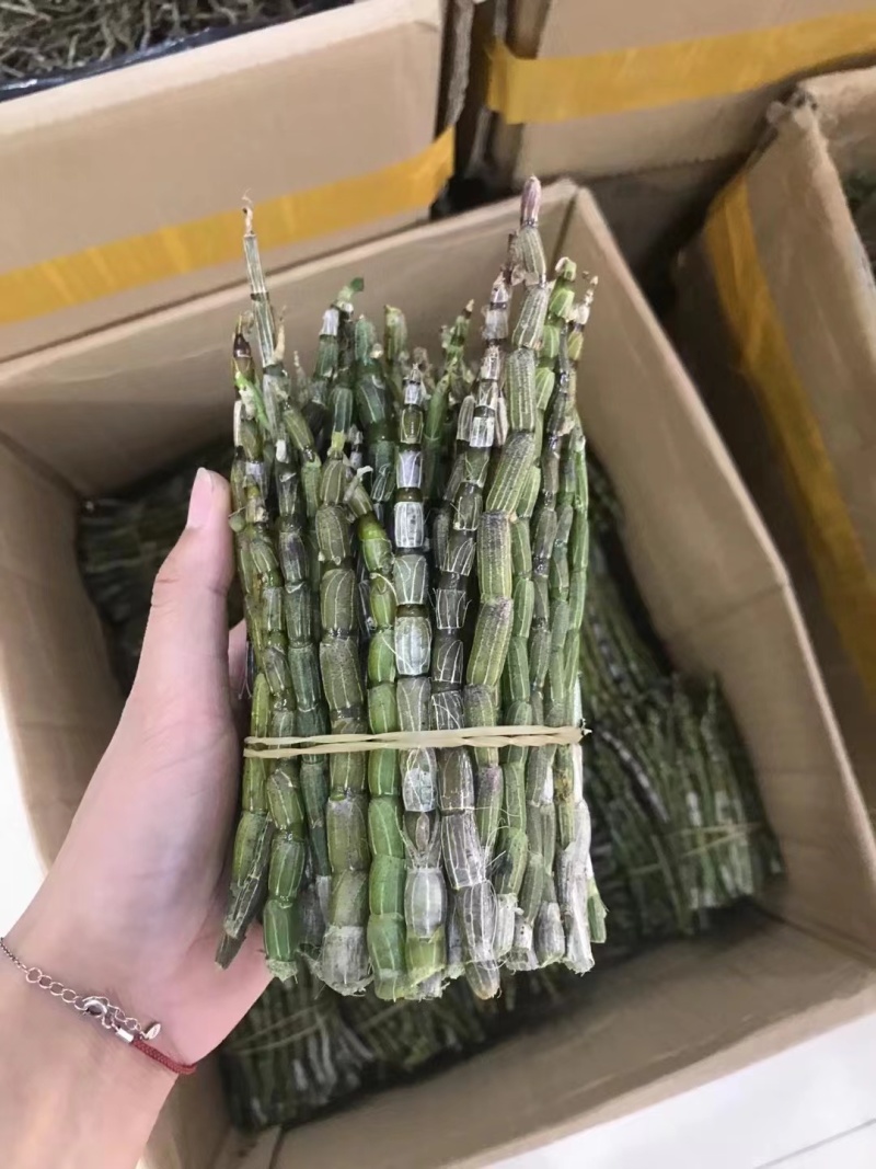鲜条铁皮石斛苗一手货源