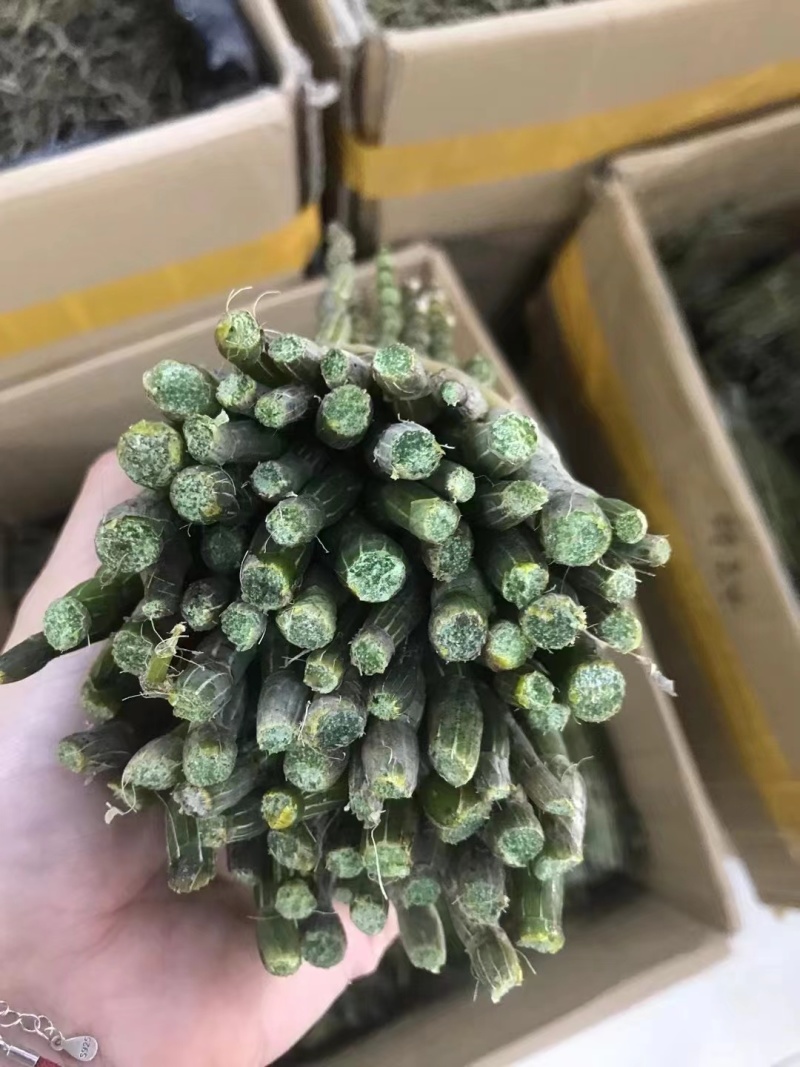 鲜条铁皮石斛苗一手货源