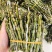 鲜条铁皮石斛苗一手货源