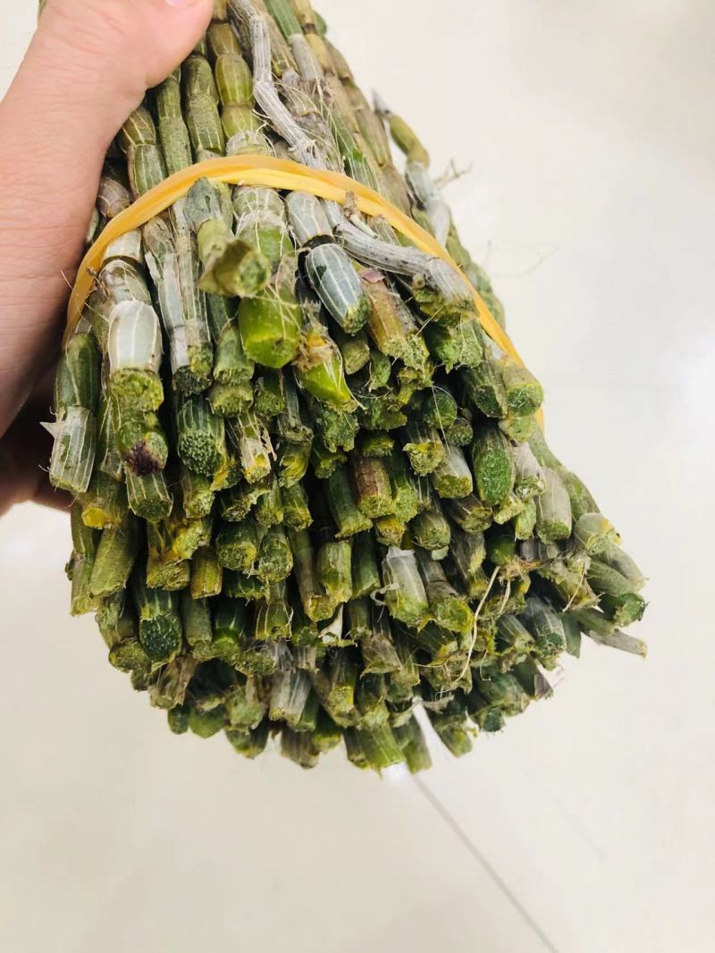 鲜条铁皮石斛苗一手货源