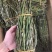 鲜条铁皮石斛苗一手货源