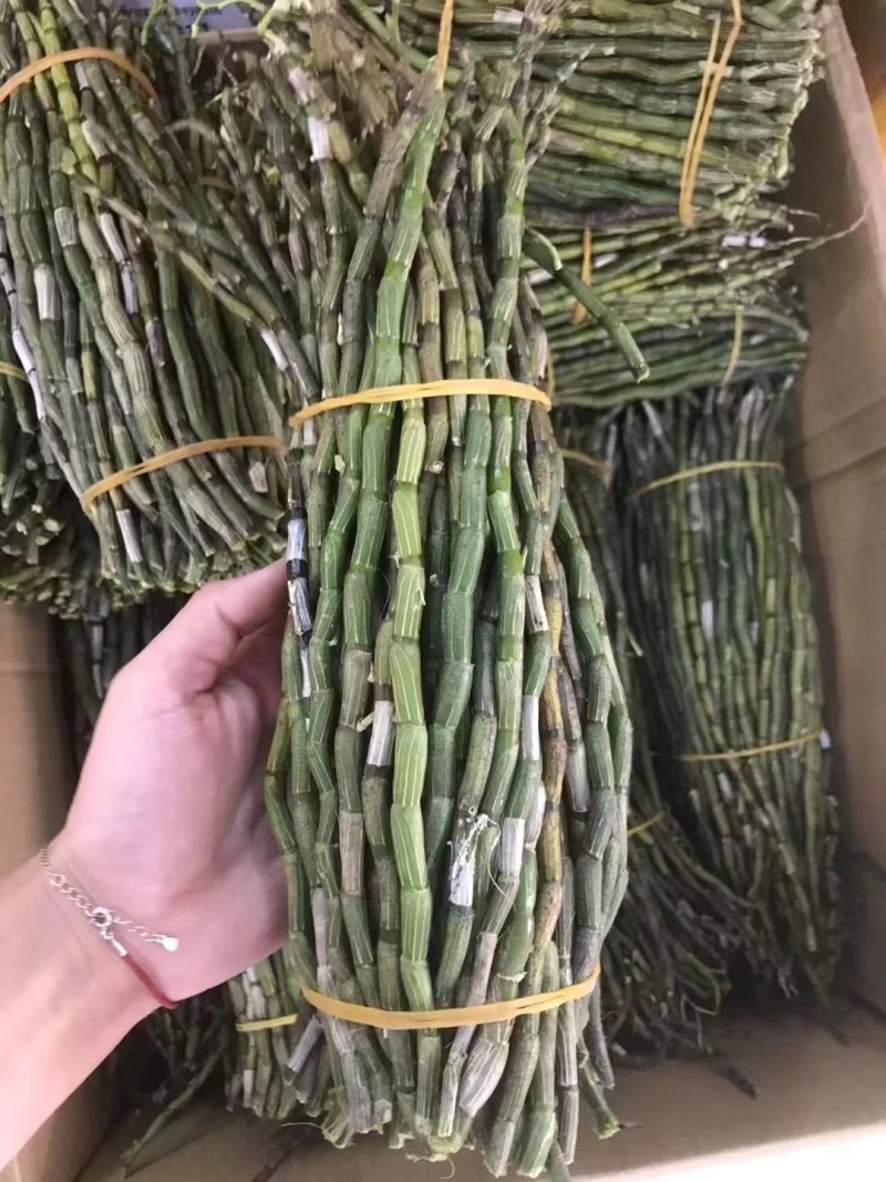 鲜条铁皮石斛苗一手货源