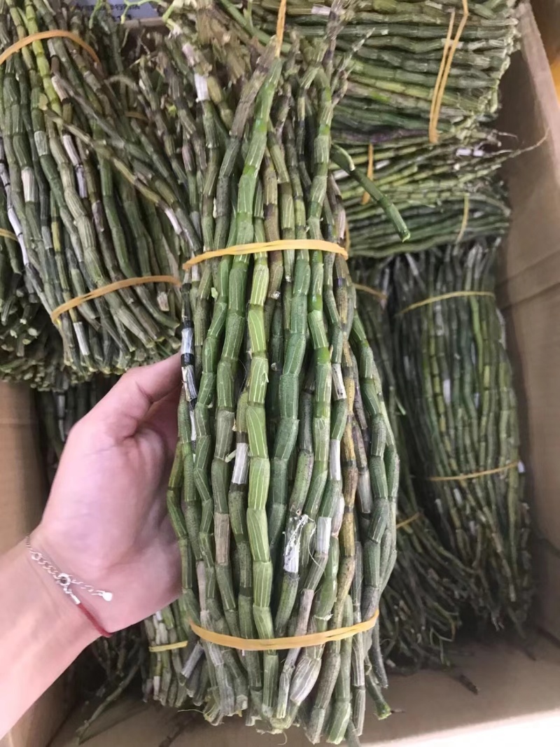 鲜条铁皮石斛苗一手货源