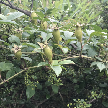 中药找金樱子