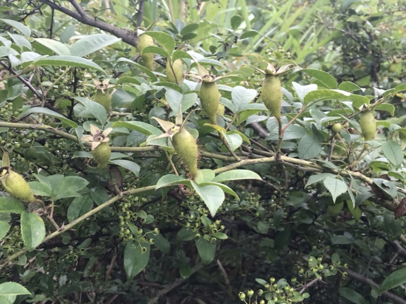 中药找金樱子