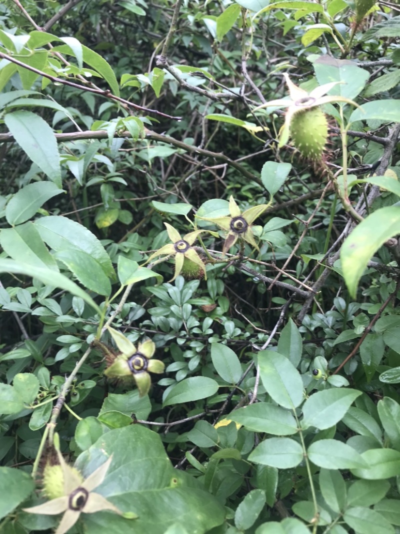 中药找金樱子
