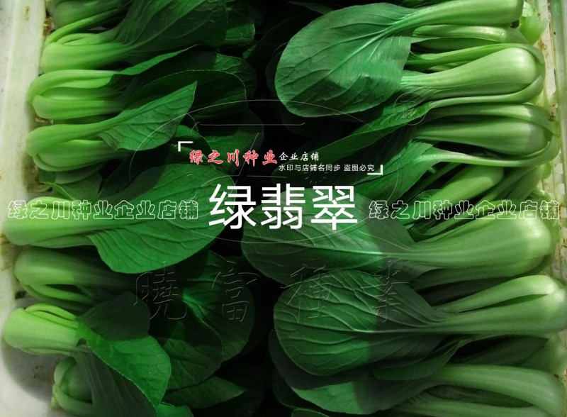 绿翡翠青梗菜种籽耐热小青菜种子抗高温高湿小油菜种子甜嫩