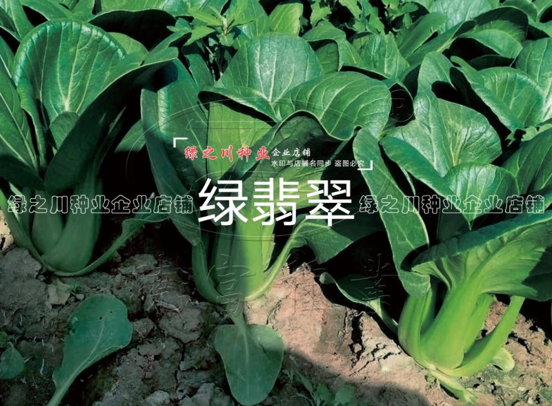 绿翡翠青梗菜种籽耐热小青菜种子抗高温高湿小油菜种子甜嫩