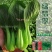绿翡翠青梗菜种籽耐热小青菜种子抗高温高湿小油菜种子甜嫩