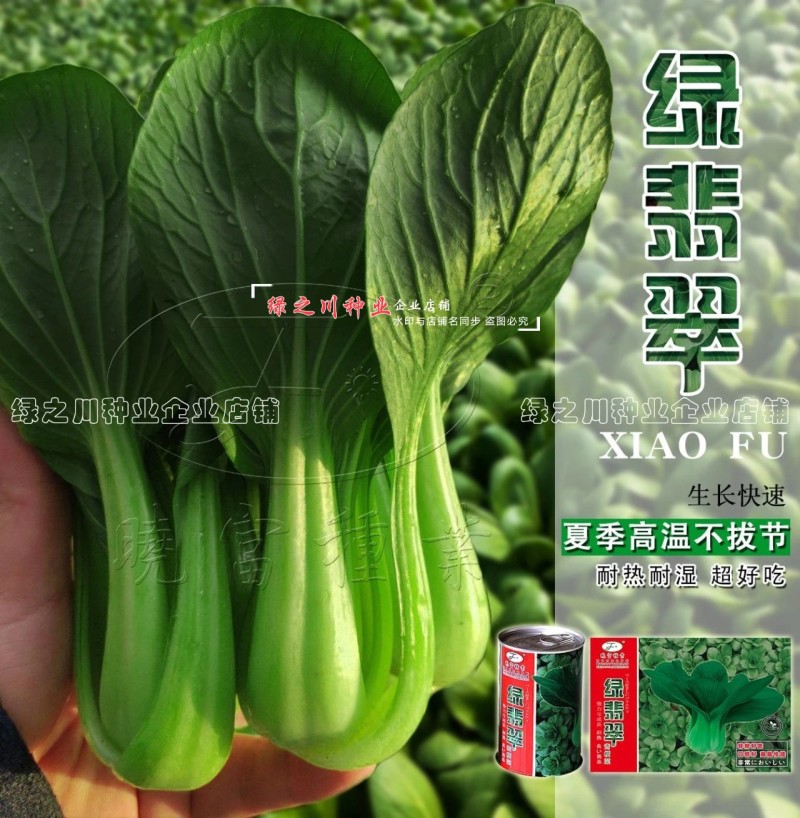 绿翡翠青梗菜种籽耐热小青菜种子抗高温高湿小油菜种子甜嫩