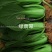 绿翡翠青梗菜种籽耐热小青菜种子抗高温高湿小油菜种子甜嫩