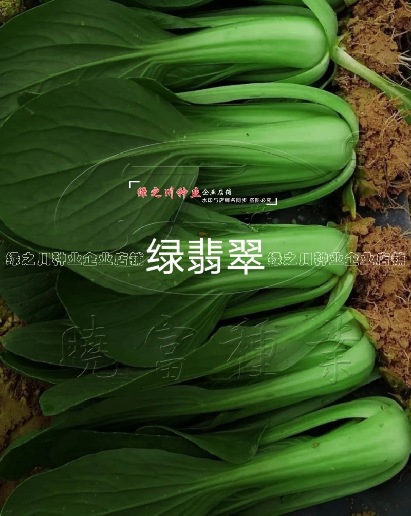 绿翡翠青梗菜种籽耐热小青菜种子抗高温高湿小油菜种子甜嫩