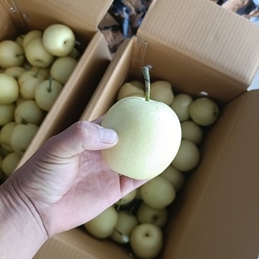 皇冠梨基地供应量大质优价格优惠一手货源欢迎咨询采购