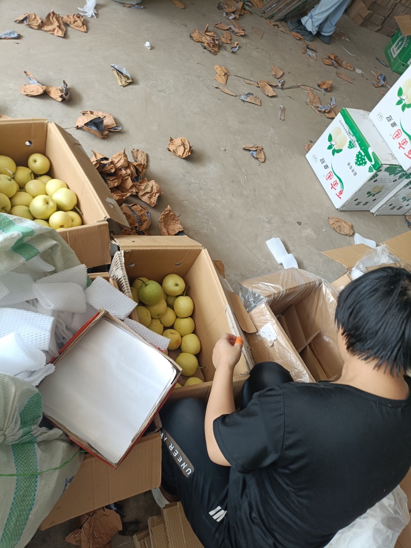 皇冠梨基地供应量大质优价格优惠一手货源欢迎咨询采购