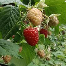 双季红树莓苗红树莓苗树莓苗新品种树莓苗新品种双季红树莓苗