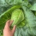 牛心甘蓝有现货技术种植专业装车品质优良无虫眼无烧边