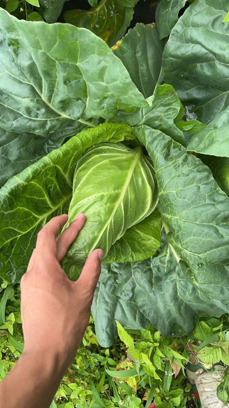 牛心甘蓝有现货技术种植专业装车品质优良无虫眼无烧边