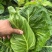 牛心甘蓝有现货技术种植专业装车品质优良无虫眼无烧边