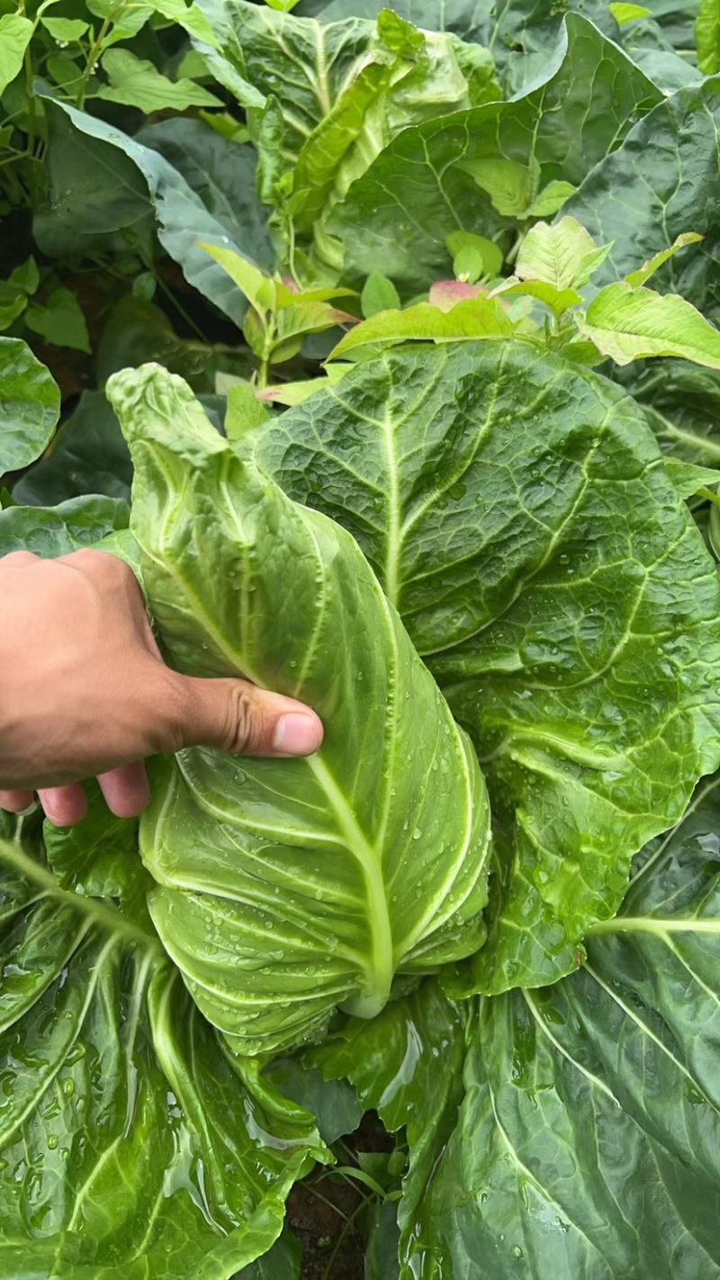 牛心甘蓝有现货技术种植专业装车品质优良无虫眼无烧边