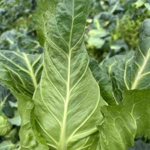 牛心甘蓝有现货技术种植专业装车品质优良无虫眼无烧边