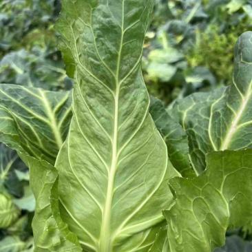 牛心甘蓝有现货技术种植专业装车品质优良无虫眼无烧边