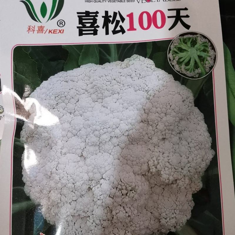 花菜种子喜松100天大花球小米粒靑梗抗病力强产量高